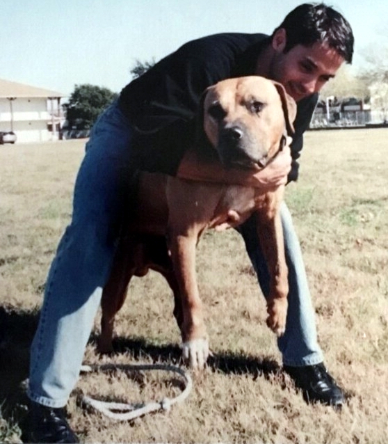 grand champion mayday pitbull