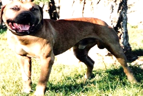 grand champion mayday pitbull